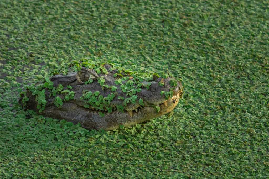 alligator camouflaged with swamp weeds
